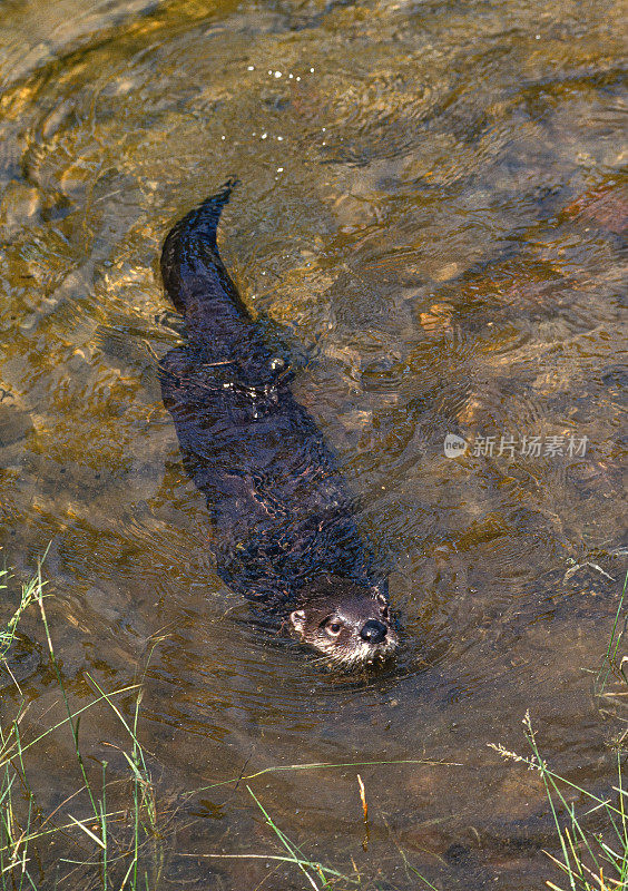 北美河獭(Lontra canadensis)，也被称为北部河獭和河獭，是一种半水生哺乳动物，只生活在北美大陆的水道和海岸上。蒙大拿。